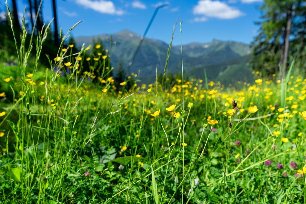 blumenwiese